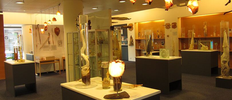 Icelandic Phallological Museum