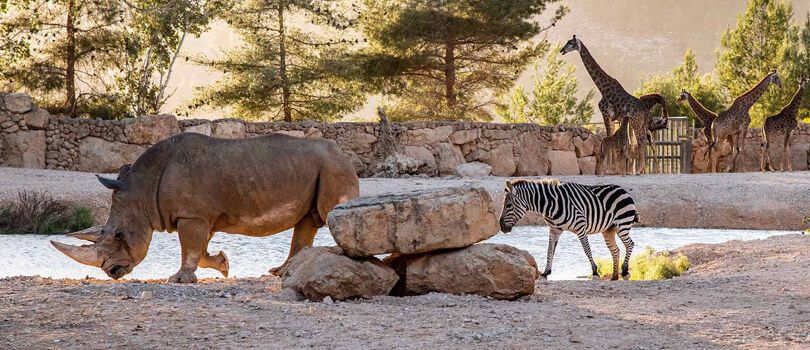 Jerusalem Biblical Zoo