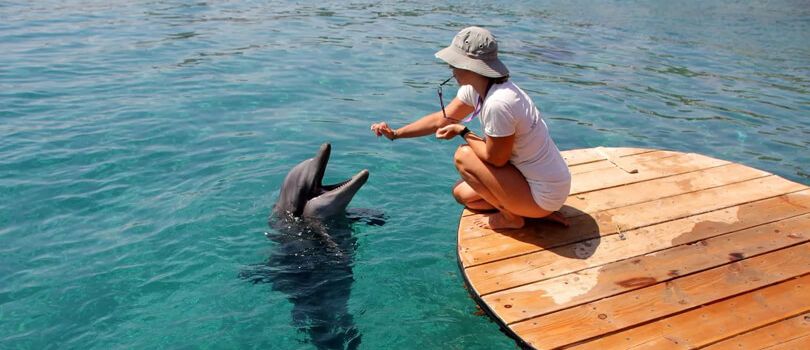 Dolphin Reef