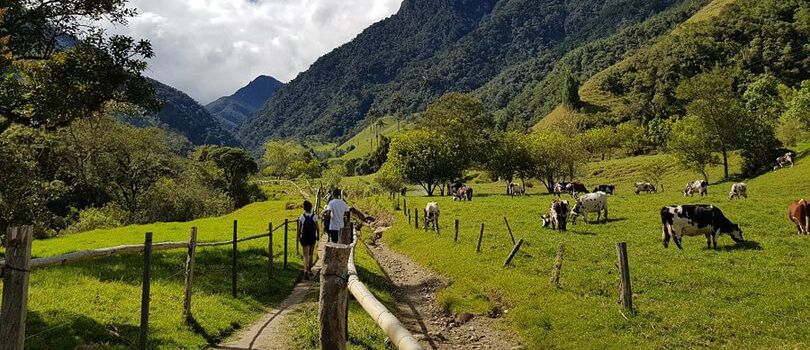 Cocora Valley