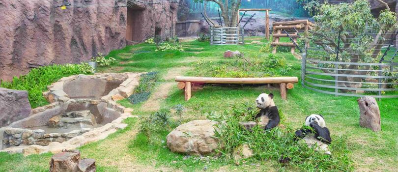 Macao Giant Panda Pavilion