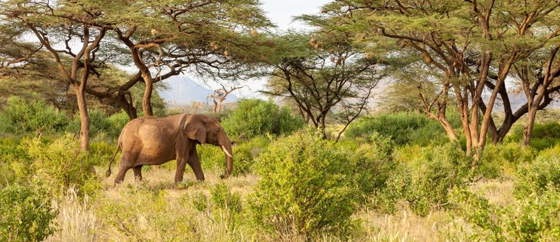 Inzovu Wildlife Sanctuary