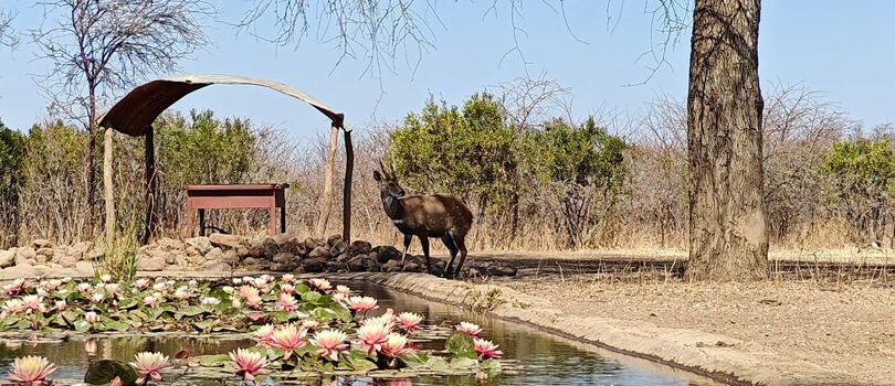 The Tshabalala Game Sanctuary