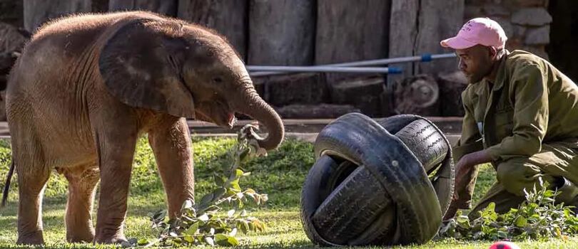 The Wild Is Life Sanctuary