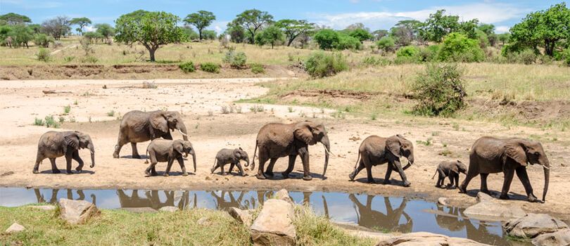 Tarangire National Park