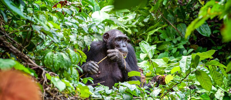 Chimpanzee Sanctuary in Tanzania