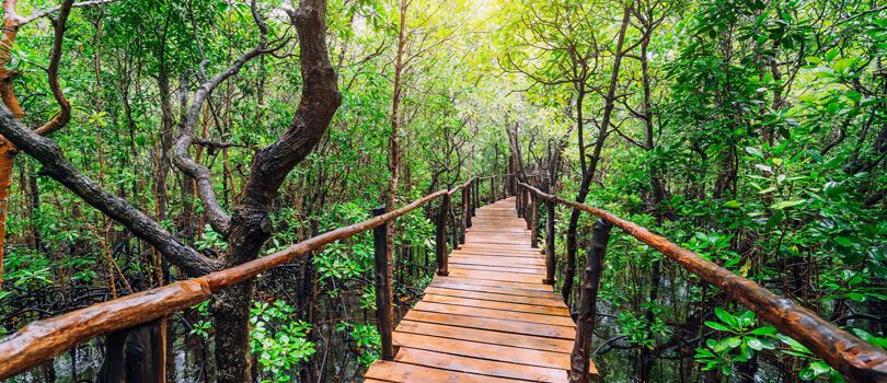 Misungwi Forest Reserve