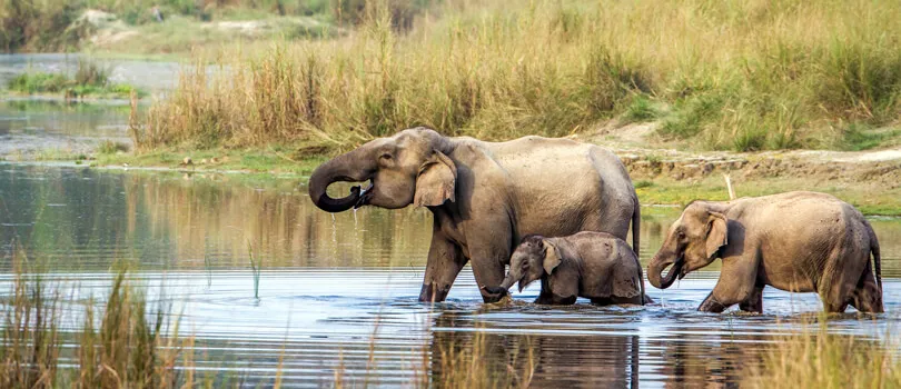 Chitwan National Park