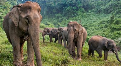 Wildlife in Laos