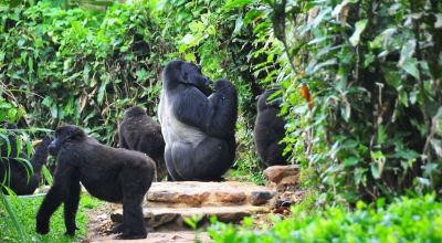 Kanungu Travel Guide