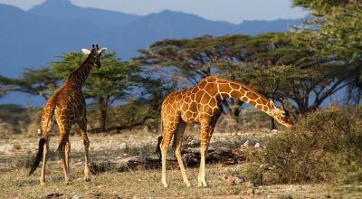 Kasese Travel Guide