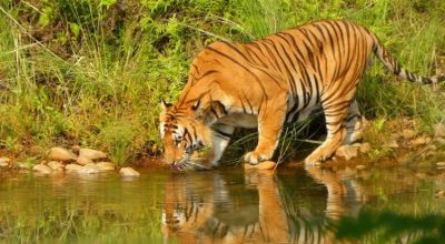 Wildlife in Nepal