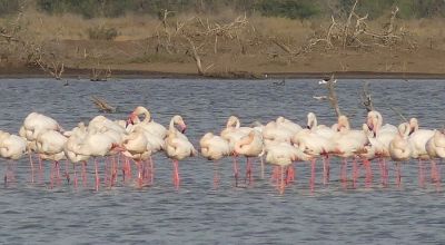 Wildlife in Senegal