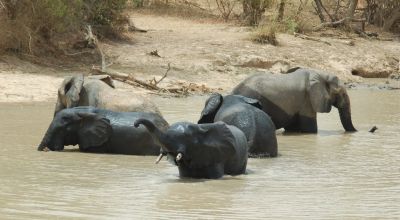 Wildlife in Niger