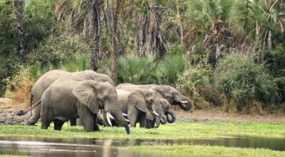 Wildlife in Mozambique