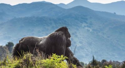 Wildlife in Rwanda
