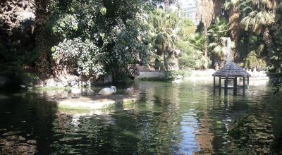 Wildlife in Egypt