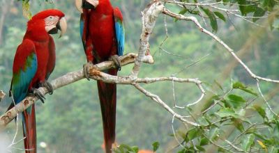Wildlife in Bolivia
