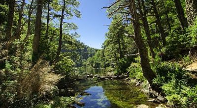Araucania