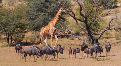 Kalahari