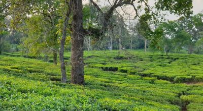Bagdogra Travel Guide