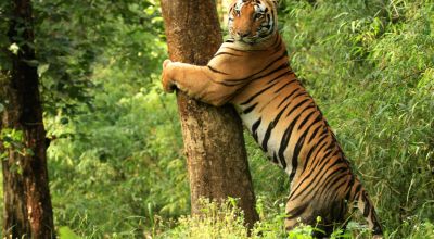 Tourist Places in Madhya Pradesh