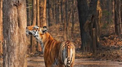 Chhindwara Travel Guide