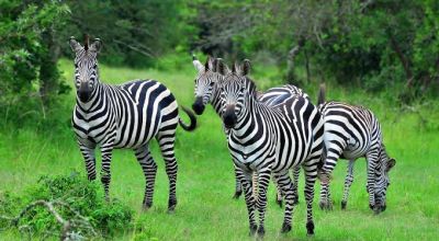 Entebbe Travel Guide