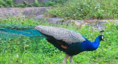 Alipurduar Travel Guide