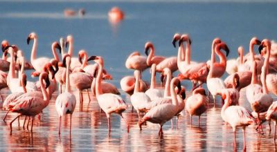 Chilika