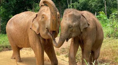 Wildlife in Thailand