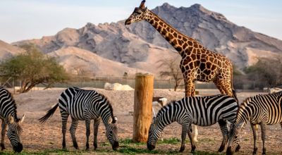 Wildlife in UAE