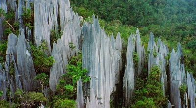 Wildlife in Malaysia