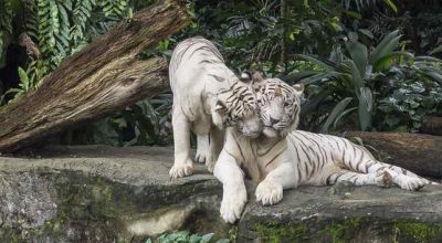 Wildlife in Singapore