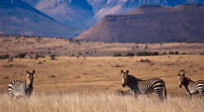 Wildlife in South Africa
