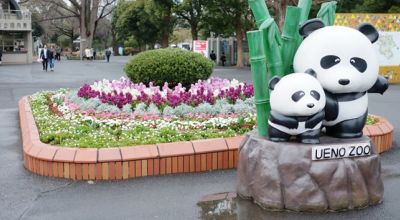 Wildlife in Japan