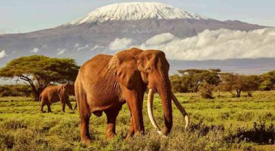 Wildlife in Kenya