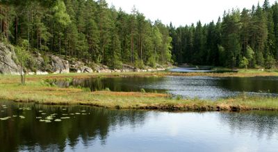 Wildlife in Finland