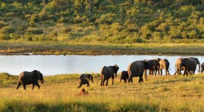 Wildlife in Zimbabwe