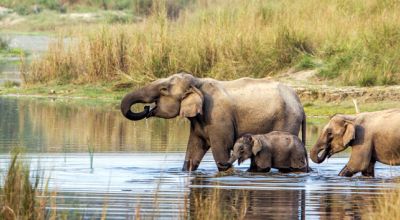 Chitwan
