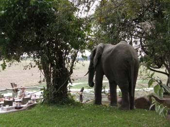 Elephant Visit