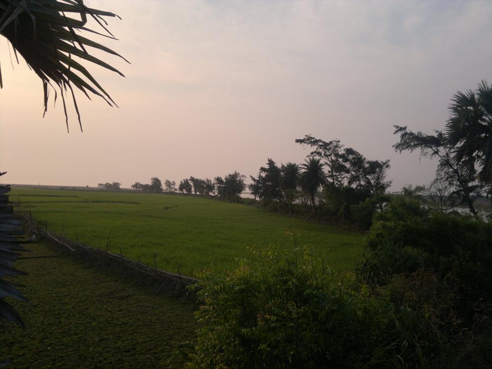 Rice field around the Camp