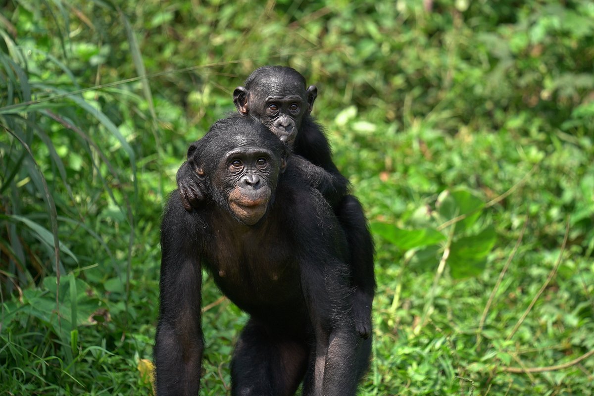 Aac Bonobo Nursery Sanctuary in Kinshasa