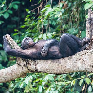 Aac Bonobo Nursery Sanctuary in Kinshasa