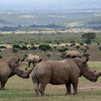 Aberdare National Park in Nairobi