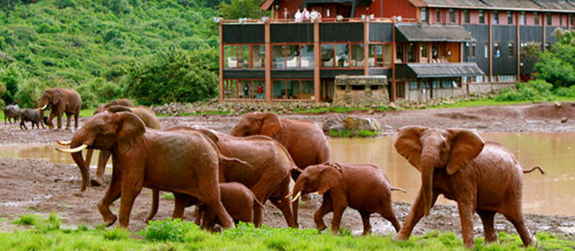 Aberdare National Park