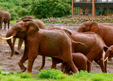 Aberdare National Park in Nairobi