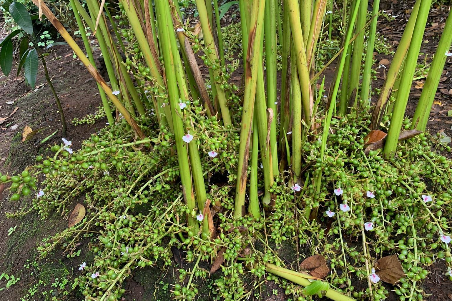 Abrahams Spice Gardens