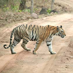 Achanakmar Wildlife Sanctuary in Bilaspur