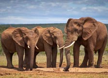 Addo Elephant National Park in Gqeberha